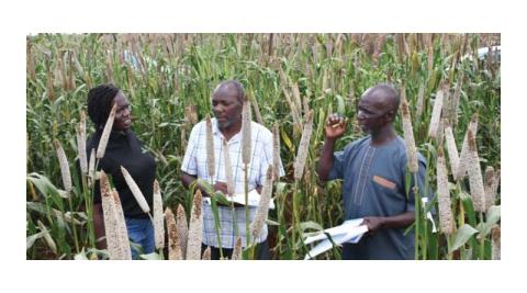 Ви зараз переглядаєте У Кенії на станції CIMMYT у Кібоко випробовують 28 гібридів перлового проса для посушливих зон