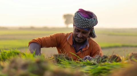 Ви зараз переглядаєте CropLife India надає рекомендації для сезону Zaid на тлі втрат урожаю Rabi та слабкого прогнозу мусонів