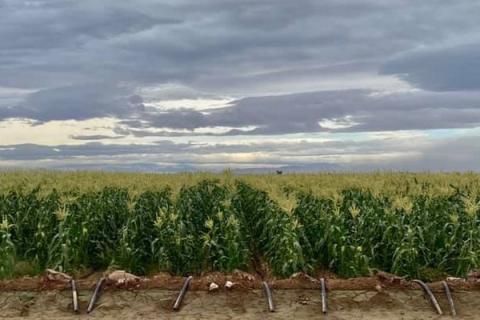 Ви зараз переглядаєте Високі ціни на кукурудзу через обмежене постачання