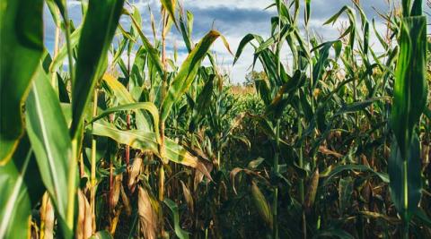 Ви зараз переглядаєте Фермери США зменшать посіви кукурудзи та збільшать площі під сою у 2026 році