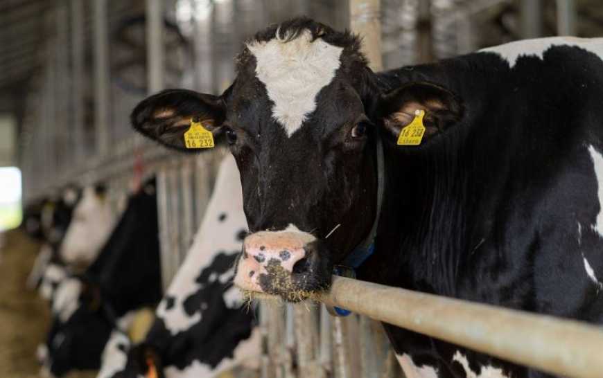 Ви зараз переглядаєте На Волині господарство отримає статус племінного репродуктора з розведення ВРХ