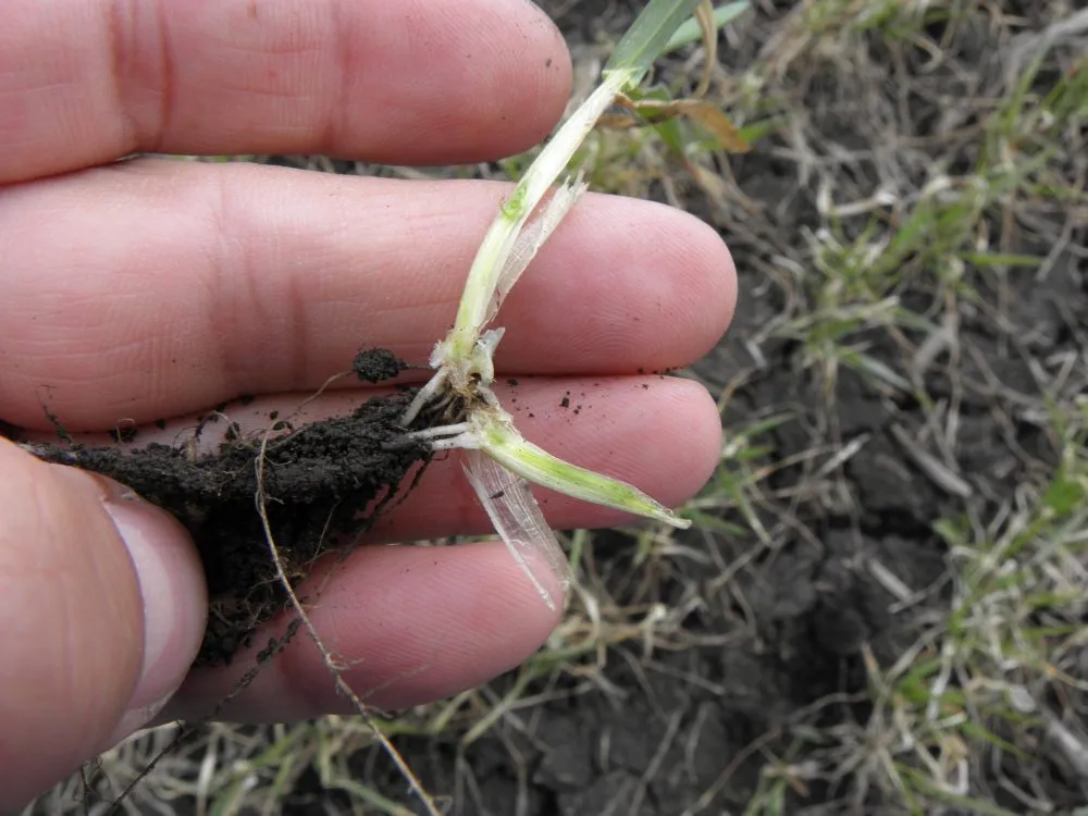 Ви зараз переглядаєте У низці областей спостерігається загибель озимих культур