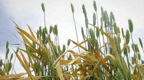 Ви зараз переглядаєте Нові загрози для пшениці: весняні умови сприяють поширенню хвороб