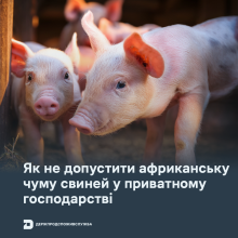 Ви зараз переглядаєте Держпродспоживслужба нагадала, як не допустити африканську чуму свиней у приватному господарстві