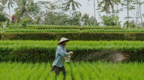 Ви зараз переглядаєте ФАО: Азія виробляє 54% світової агропродукції, але в регіоні живе 44% людей із продовольчою небезпекою