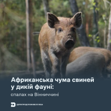 Ви зараз переглядаєте На Вінниччині підтвердили спалах АЧС у дикій фауні: виявили 11 загиблих диких свиней