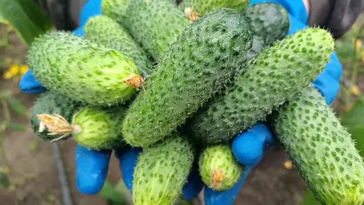 Ви зараз переглядаєте На Волині вирощують корнішони у теплиці і діляться секретами врожаю