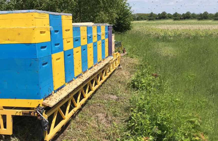 Ви зараз переглядаєте До 15 травня бджолярам треба оновити дані про пасіку
