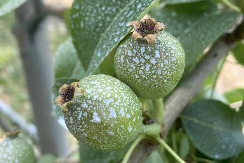 Ви зараз переглядаєте Cropshader підтвердили як придатний для органічного землеробства в Європі