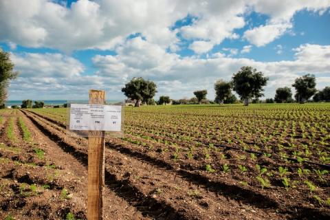 Ви зараз переглядаєте Виробництво зимових овочів: виклики та нові можливості для Ortofrutticola Egnathia