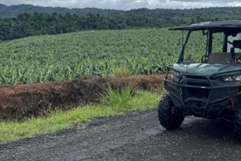 Ви зараз переглядаєте Австралійські виробники бананів стикаються з тижневими витратами в 1,5 мільйона доларів через зростання витрат на перевезення