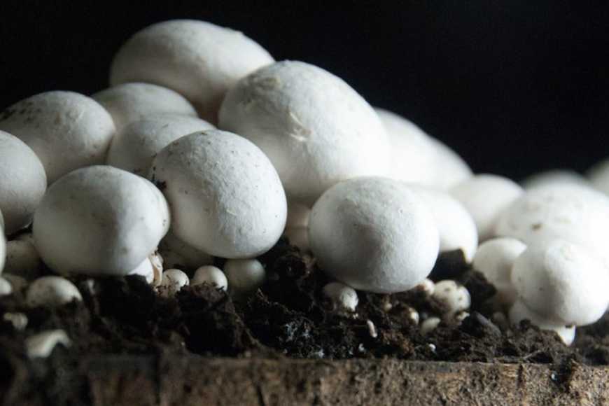 Ви зараз переглядаєте Ринок грибів: в Україні дефіцит якісного субстрату для вирощування печериць