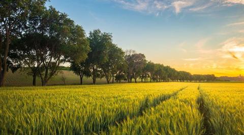 Ви зараз переглядаєте Пшениця в Канзасі під тиском погодних «гойдалок», посухи та шкідників — K-State