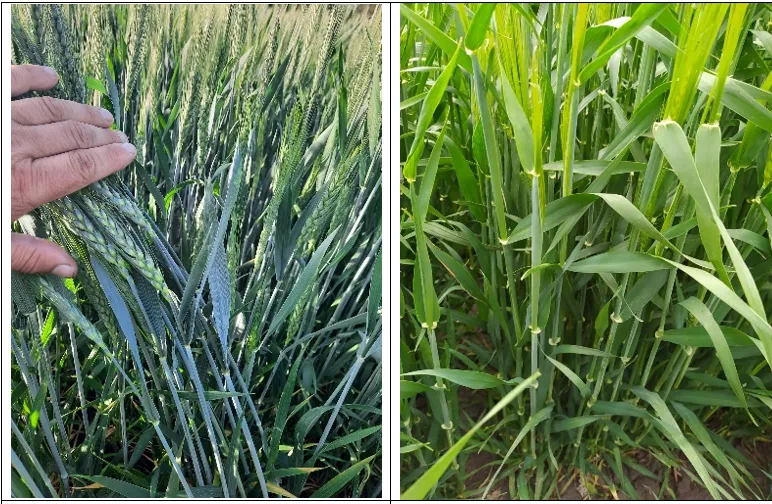 Захист у Т1: контроль зимуючої і ранньовесняної інфекції5