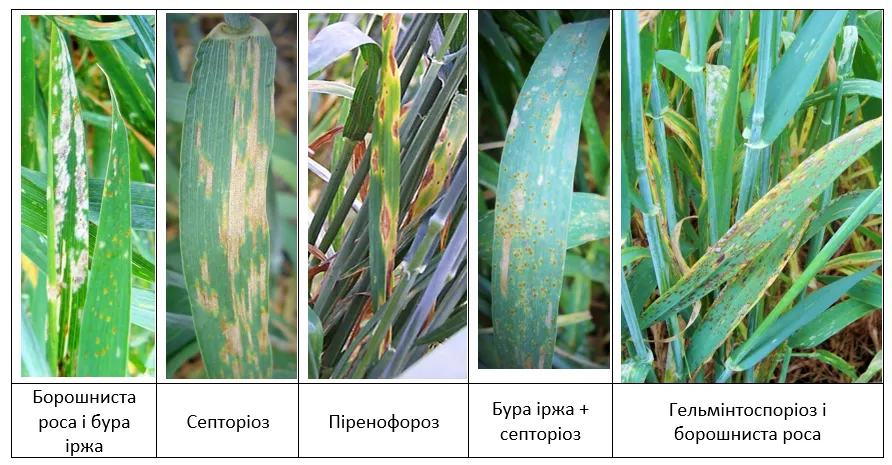Захист у Т1: контроль зимуючої і ранньовесняної інфекції3