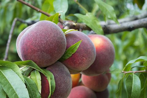 Ви зараз переглядаєте В Арканзасі холод у середині березня пошкодив персикові сади: частина насаджень була у повному цвітінні