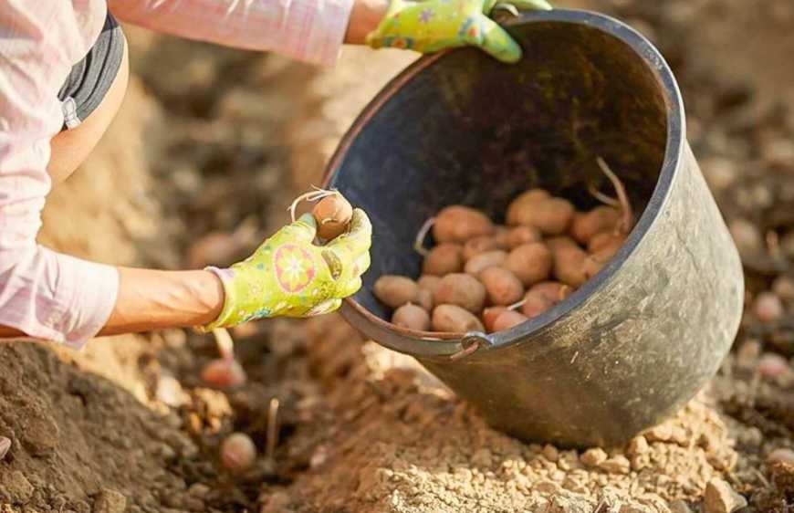 Ви зараз переглядаєте На Херсонщині аграрії роблять ставку на овочівництво