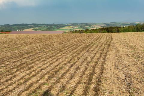 Ви зараз переглядаєте Планування посіву кукурудзи 2026: як фермери можуть зекономити на дизелі та добривах