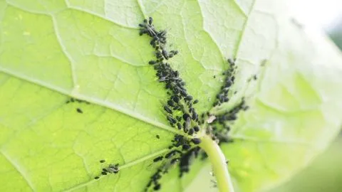 Ви зараз переглядаєте Як захистити сад від попелиці за допомогою звичайної олії