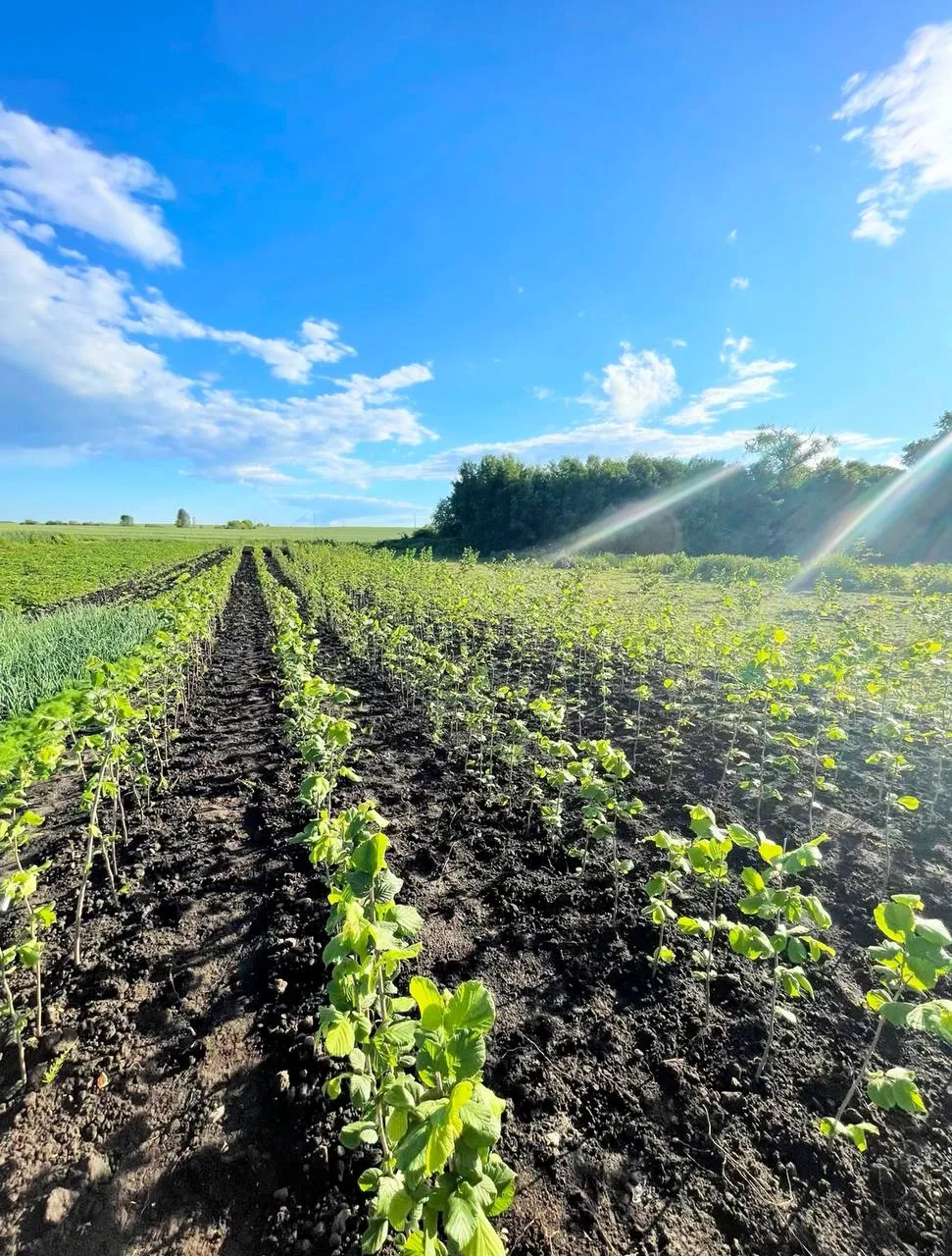 На Житомирщині ветеран ЗСУ вирощує фундук3