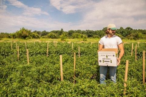 Ви зараз переглядаєте У Південній Кароліні стартувало випробування 114 сортів баклажанів, томатів і спеціальних перців