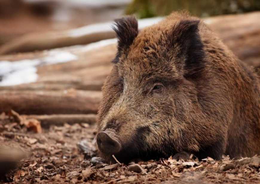 Ви зараз переглядаєте АЧС: на Вінниччині зафіксували новий спалах