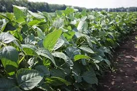 Ви зараз переглядаєте Американська соя йде на біопаливо: USDA переглянуло прогноз експорту