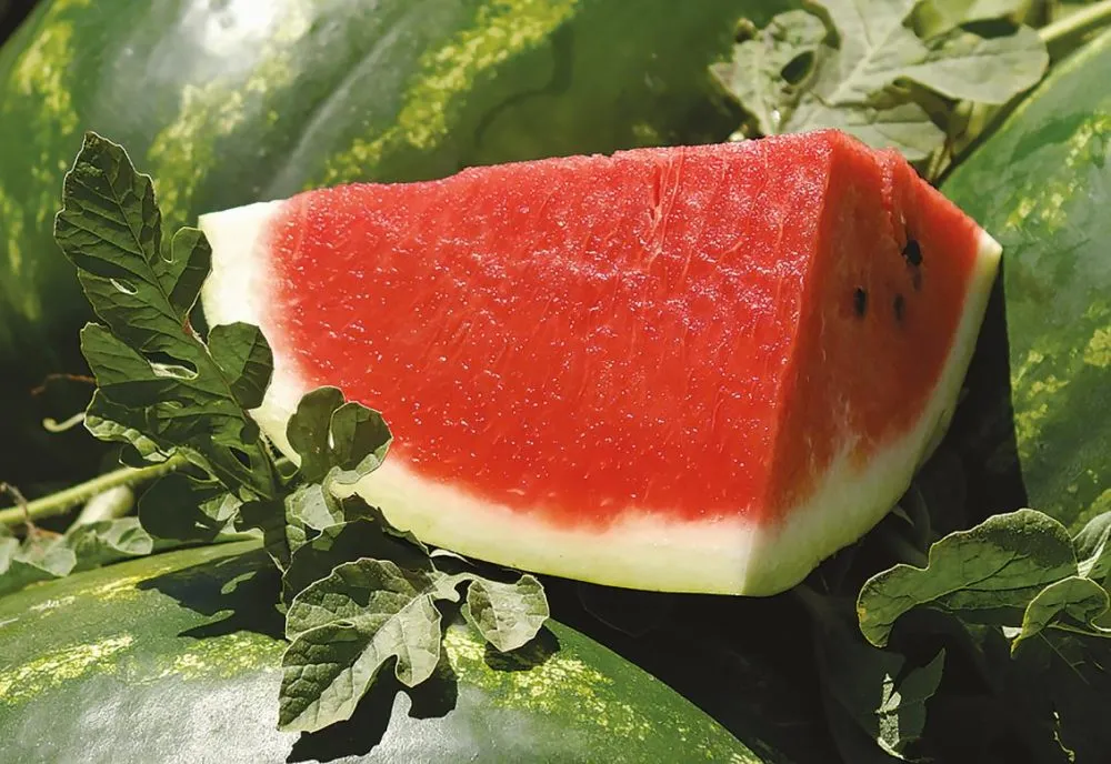 Ви зараз переглядаєте На Одещині ветеран розвиває власний бізнес із вирощування кавунів і зелені