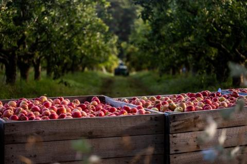 Ви зараз переглядаєте Тасманійський збір яблук розпочинається пізно через затримку сезону