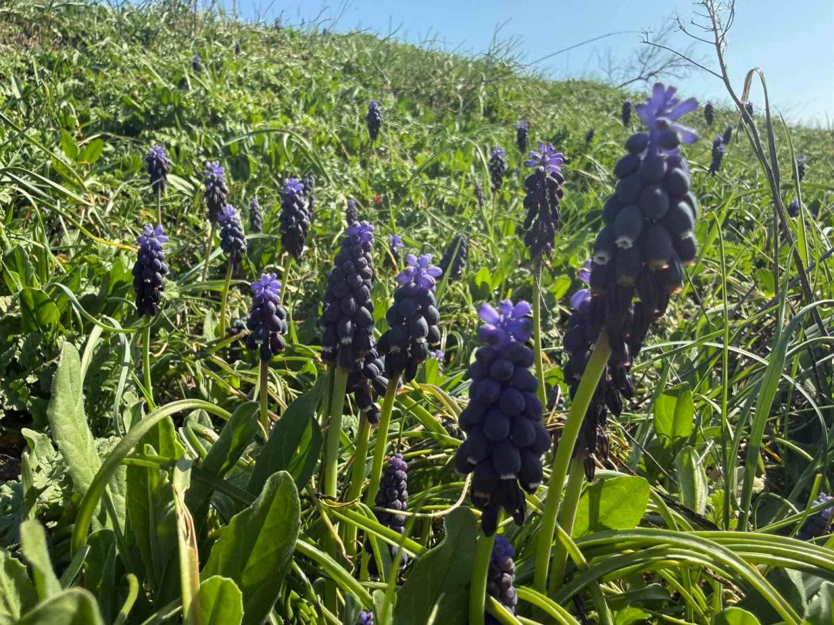 На Одещині масово зацвіла квітка з ароматом меду та ванілі (фото)1