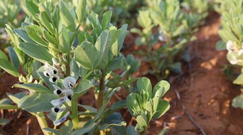 Ви зараз переглядаєте В Австралії запускають національну програму селекції бобів фаба на $9,5 млн