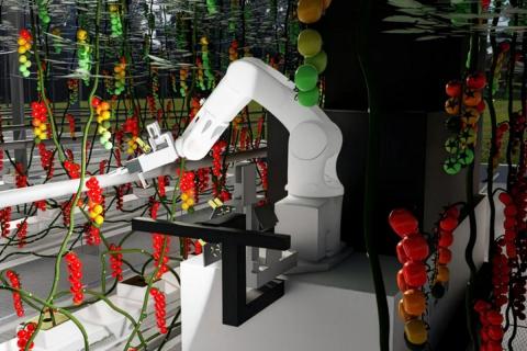 Ви зараз переглядаєте WUR створює симульоване середовище теплиці, щоб прискорити розробку роботів для збирання томатів