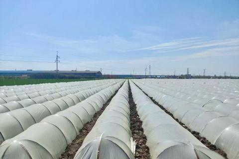 Ви зараз переглядаєте Китайські експортери посилюють контроль застосування пестицидів у господарствах через вимоги до залишків