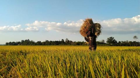 Ви зараз переглядаєте У Китаї запустили рисову систему Provisia на основі quizalofop-p-ethyl для контролю злакових бур’янів