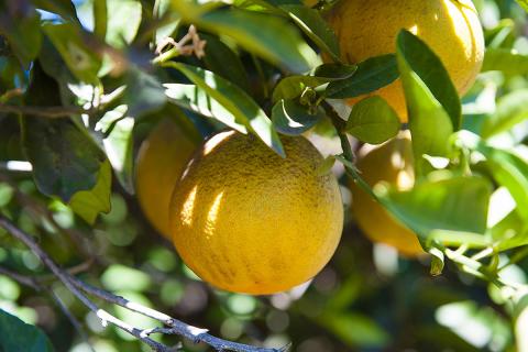 Ви зараз переглядаєте США розширюють карантинні зони через хворобу «цитрусове озеленення» в Каліфорнії