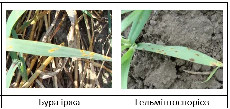 Захист у Т1: контроль зимуючої і ранньовесняної інфекції2