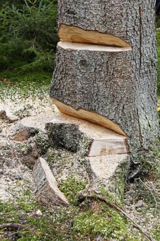 Ви зараз переглядаєте Особлива техніка вирубки дерев з гнилизною: другий падінний зріз