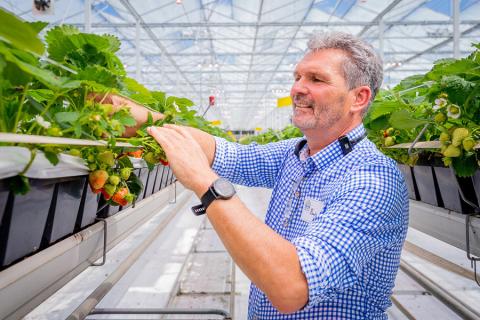 Ви зараз переглядаєте Зростання цін на енергію ускладнює виробництво зимової полуниці