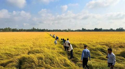 Ви зараз переглядаєте Пілот Fertilize Right у В’єтнамі: +0,89 т/га рису та +24,2% чистого доходу завдяки точнішому живленню й водозбереженню