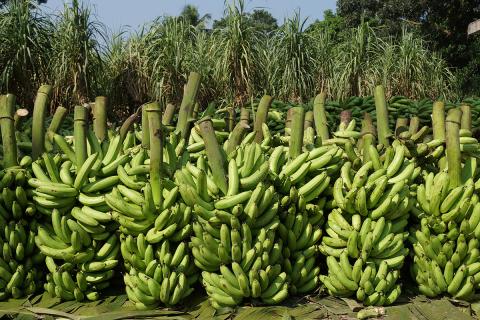 Ви зараз переглядаєте Embrapa підготувала технічний посібник з вирощування зрошуваних бананів для напівпосушливого Північного Сходу Бразилії