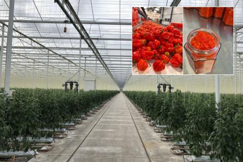 Ви зараз переглядаєте У Європі фіксують дефіцит свіжого перцю чилі та високі ціни: зростає попит на Habanero Mash