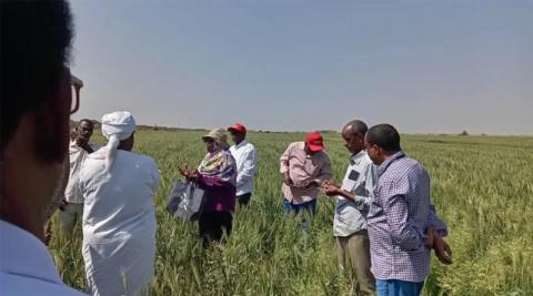 Ви зараз переглядаєте Інновації у виробництві пшениці в Судані: партнерство з приватним сектором