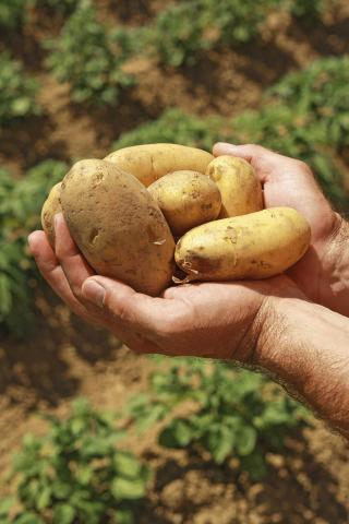 Ви зараз переглядаєте Калій у живленні картоплі: як ґрунт, волога та попередник визначають стратегію удобрення