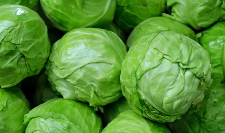 Ви зараз переглядаєте В Україні у продаж надійшли перші партії ранньої капусти місцевого виробництва