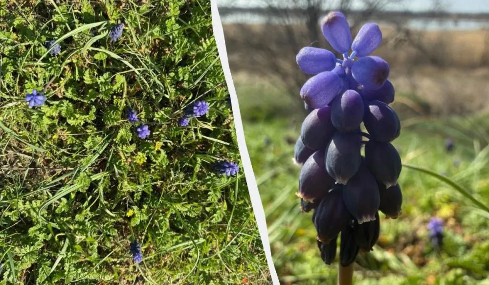 Ви зараз переглядаєте На Одещині масово зацвіла квітка з ароматом меду та ванілі