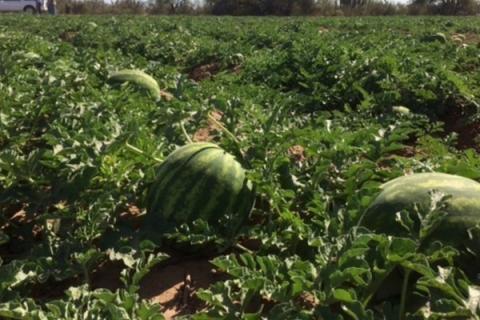 Ви зараз переглядаєте Постачання кавунів із Сонори до Ногалеса стартувало раніше через березневу спеку