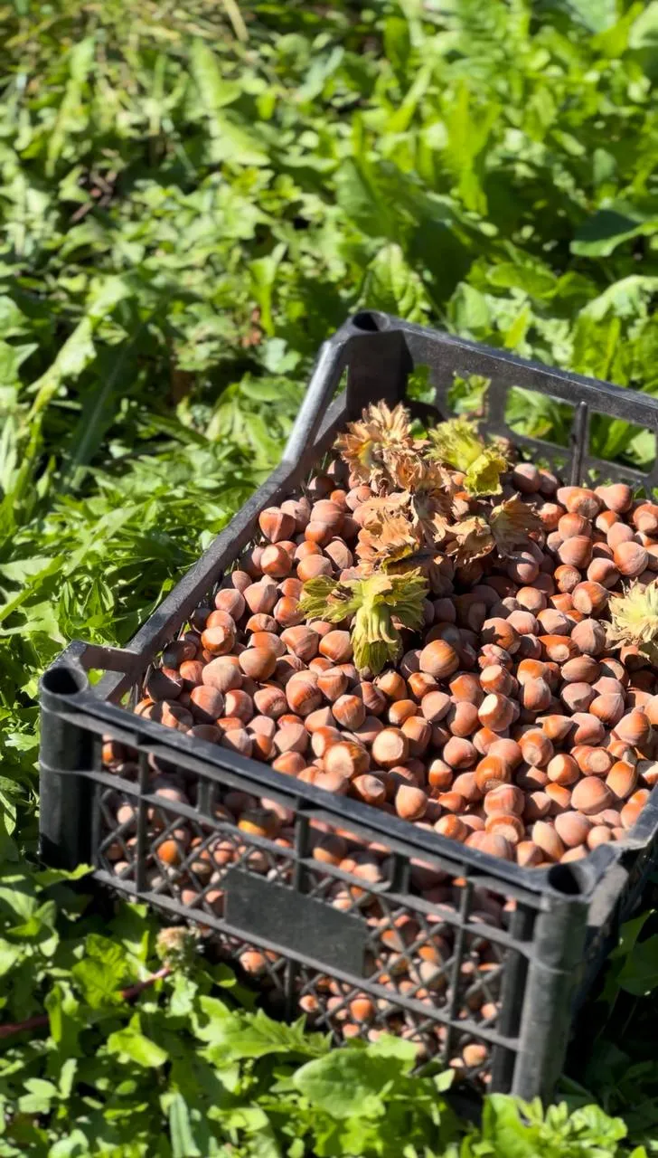 На Житомирщині ветеран ЗСУ вирощує фундук4