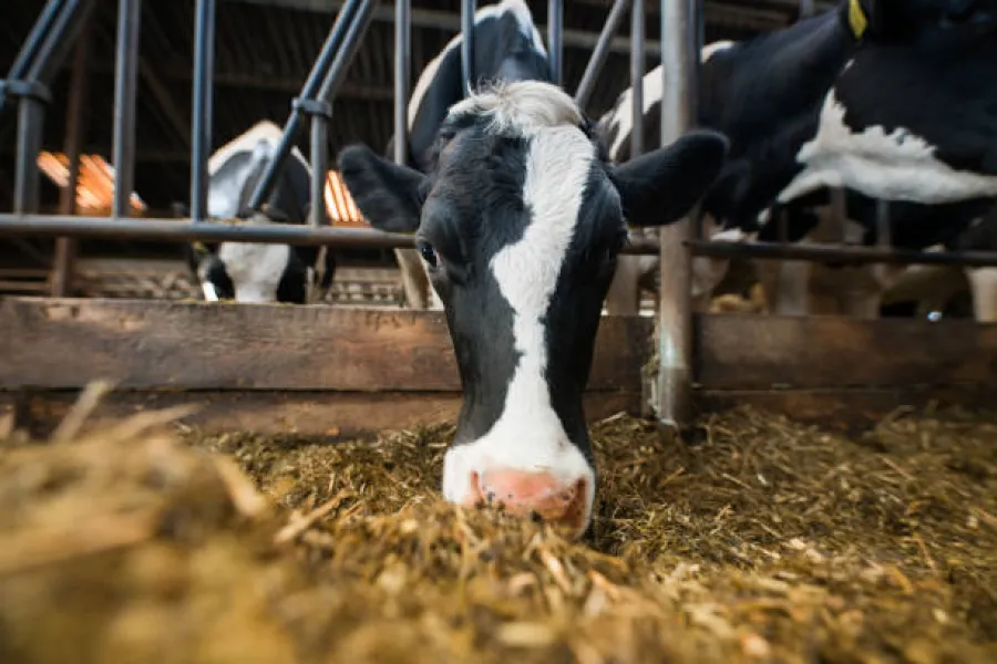 Ви зараз переглядаєте Україну очікує масове закриття молочних ферм