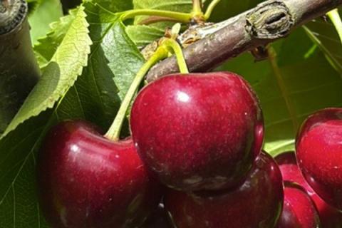 Ви зараз переглядаєте Дослідження впливу дощових покриттів на якість фруктів у Тасманії