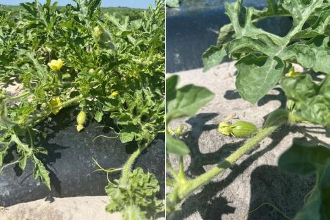 Ви зараз переглядаєте Сезон кавунів у Флориді розпочнеться з обмеженими обсягами через заморозки